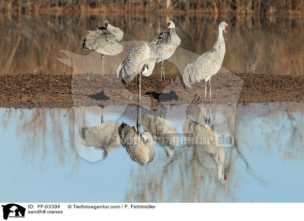 sandhill cranes / FF-03394