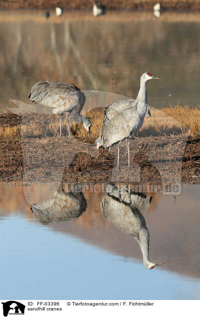 Kanadakraniche / sandhill cranes / FF-03396