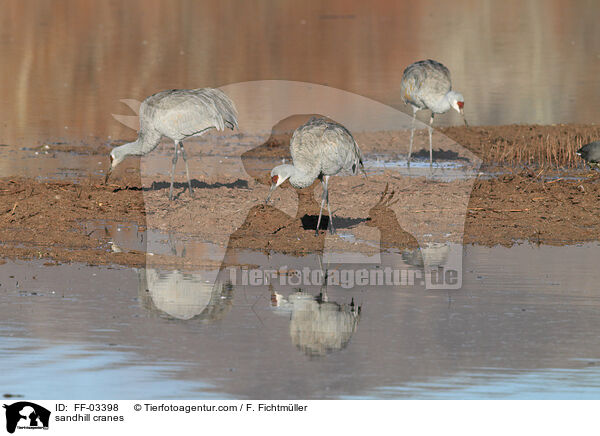 sandhill cranes / FF-03398