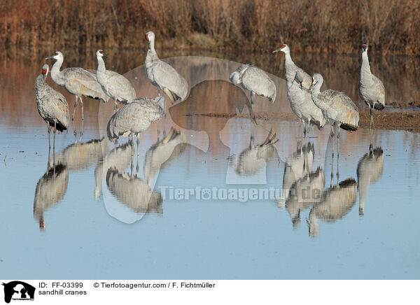 sandhill cranes / FF-03399