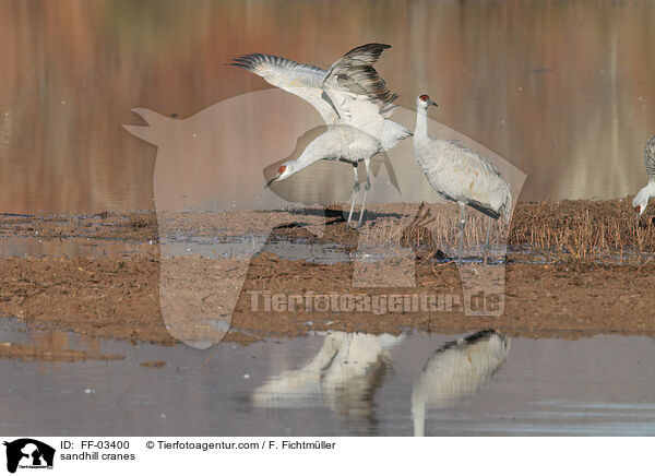 Kanadakraniche / sandhill cranes / FF-03400