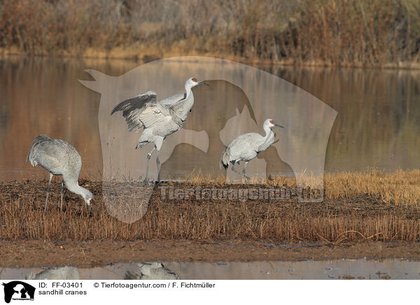 sandhill cranes / FF-03401