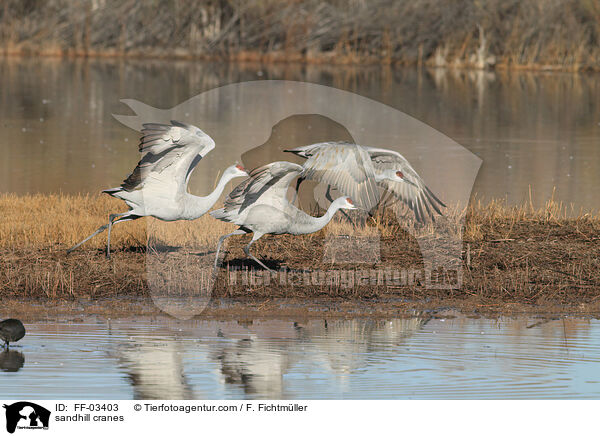 Kanadakraniche / sandhill cranes / FF-03403