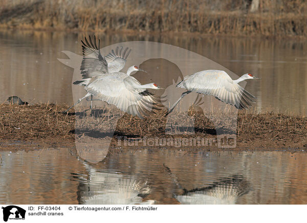 Kanadakraniche / sandhill cranes / FF-03404