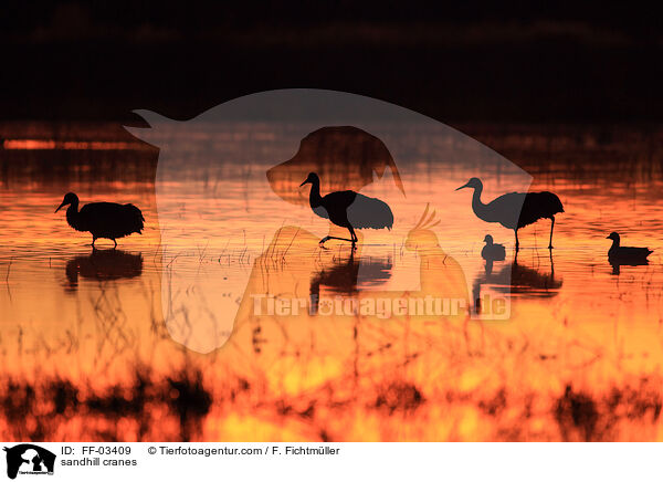 sandhill cranes / FF-03409