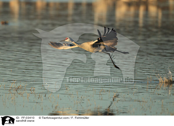 sandhill crane / FF-03410