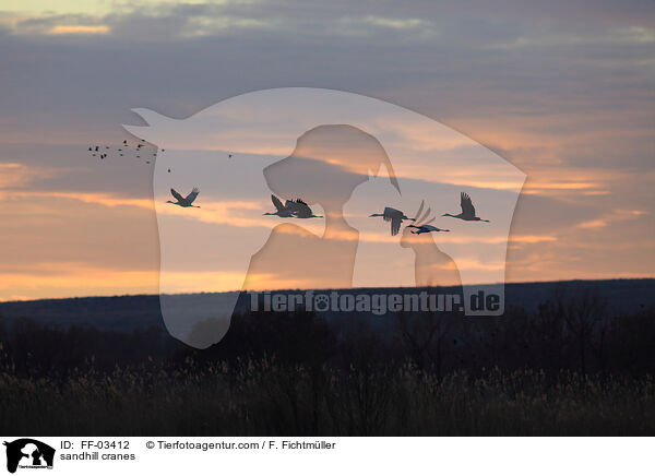 sandhill cranes / FF-03412