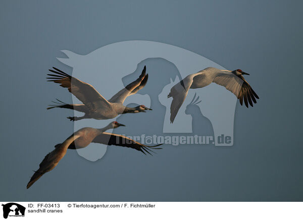 sandhill cranes / FF-03413