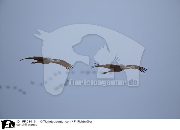 sandhill cranes / FF-03416