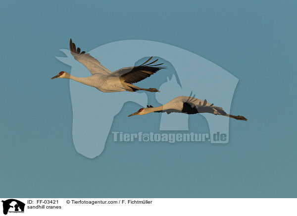 Kanadakraniche / sandhill cranes / FF-03421