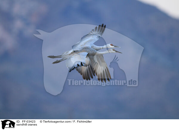 sandhill cranes / FF-03423