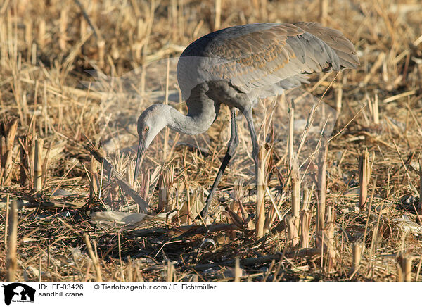 sandhill crane / FF-03426