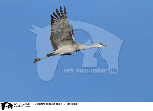 sandhill crane / FF-03427