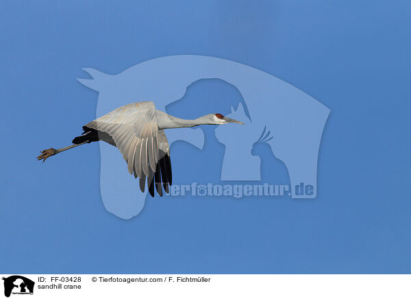 sandhill crane / FF-03428