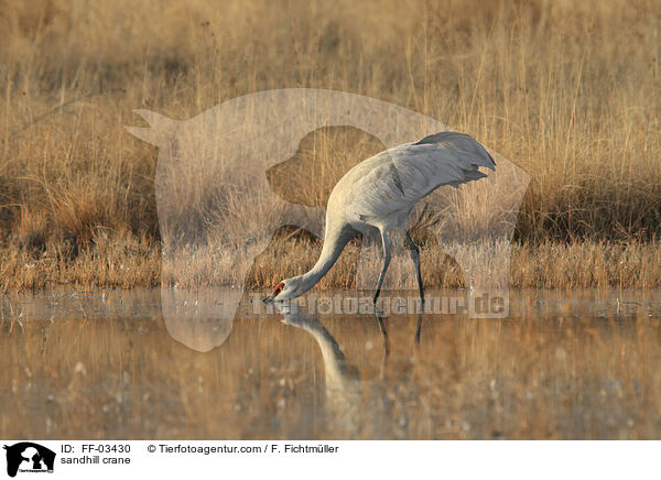 sandhill crane / FF-03430