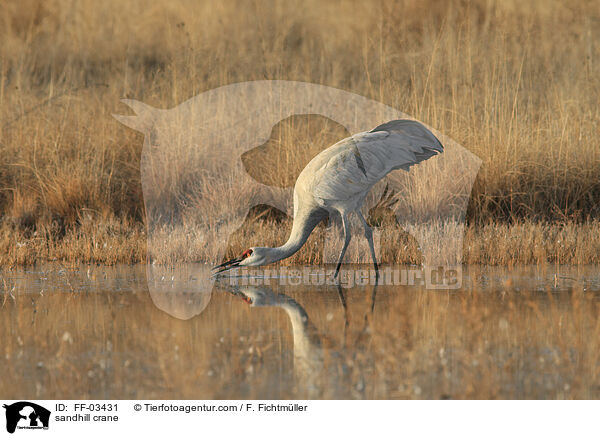 sandhill crane / FF-03431