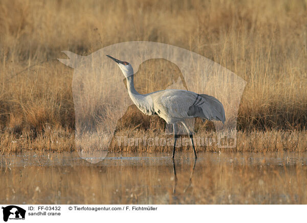 sandhill crane / FF-03432