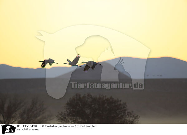 sandhill cranes / FF-03438