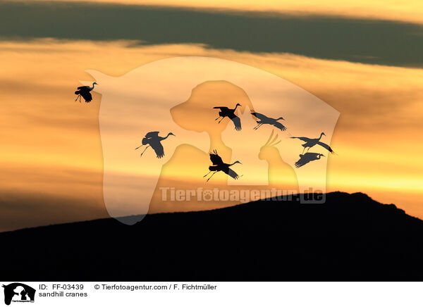 Kanadakraniche / sandhill cranes / FF-03439