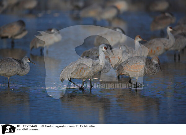 Kanadakraniche / sandhill cranes / FF-03440