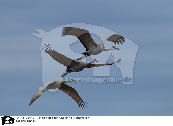Kanadakraniche / sandhill cranes / FF-03442