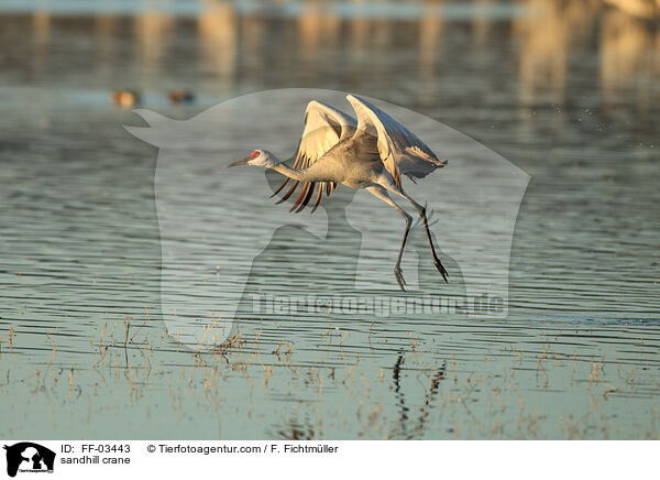 sandhill crane / FF-03443