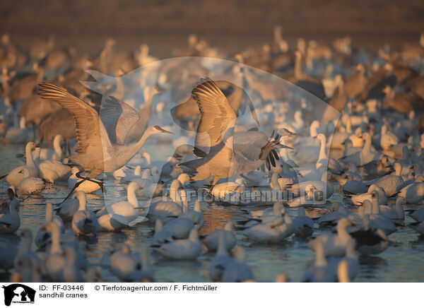 Kanadakraniche / sandhill cranes / FF-03446