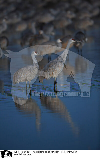 sandhill cranes / FF-03449