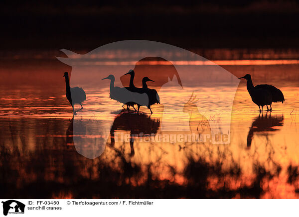 sandhill cranes / FF-03450