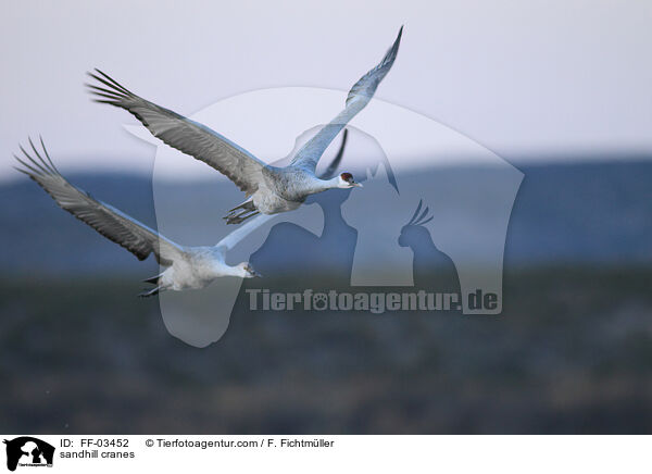 sandhill cranes / FF-03452