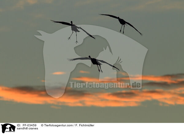 sandhill cranes / FF-03459