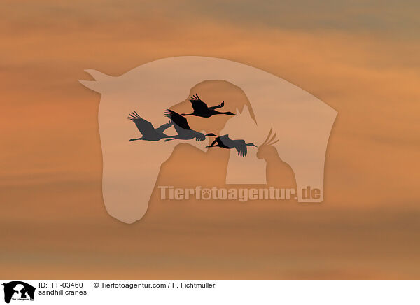 sandhill cranes / FF-03460