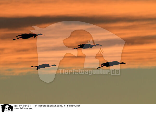 Kanadakraniche / sandhill cranes / FF-03461