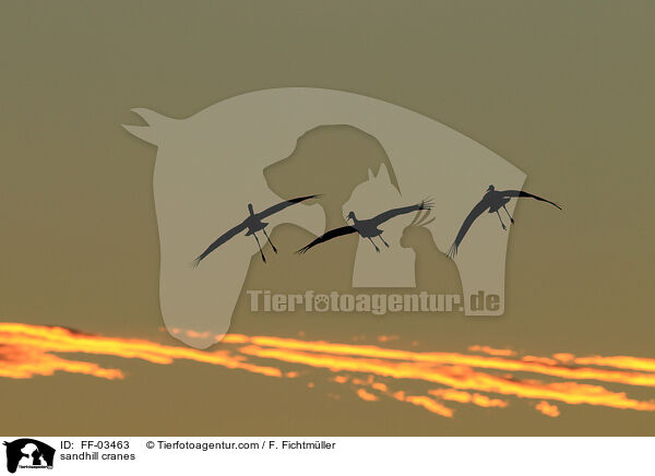 Kanadakraniche / sandhill cranes / FF-03463