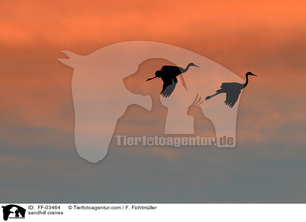 sandhill cranes / FF-03464