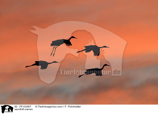 sandhill cranes / FF-03467