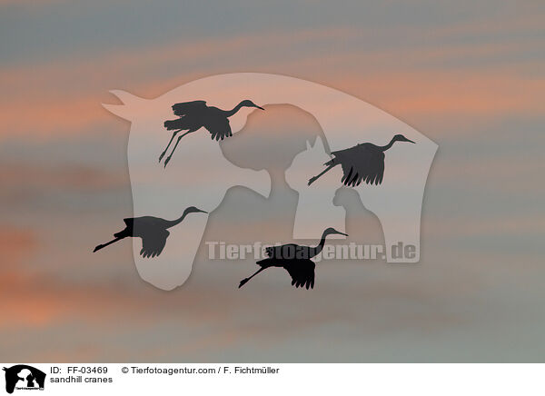 Kanadakraniche / sandhill cranes / FF-03469