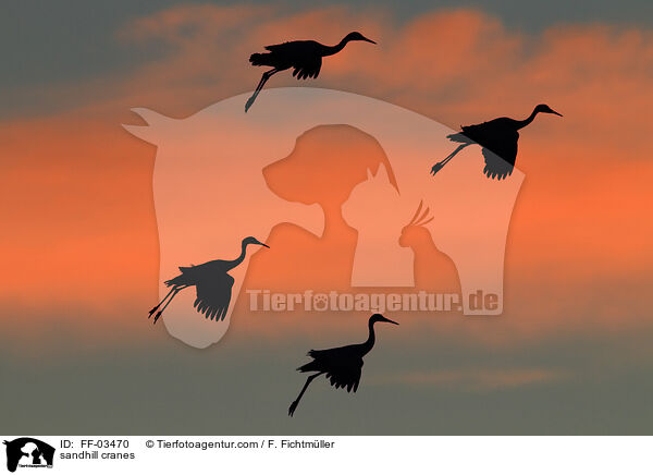 sandhill cranes / FF-03470