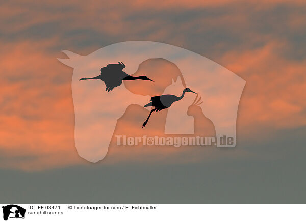 sandhill cranes / FF-03471