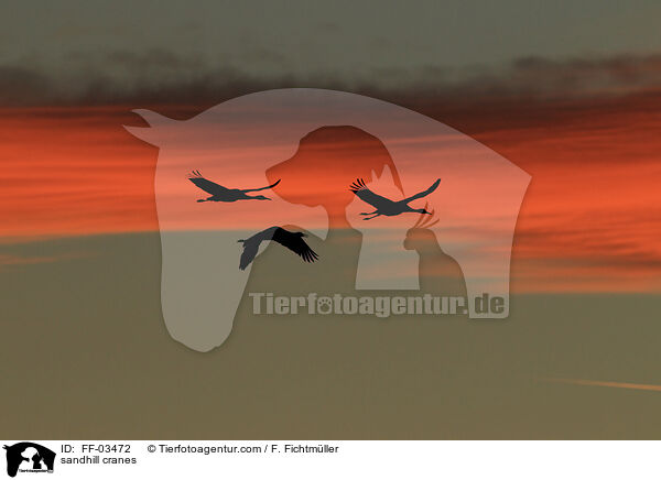 sandhill cranes / FF-03472