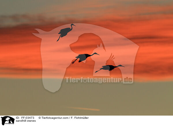 sandhill cranes / FF-03473