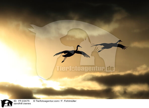 sandhill cranes / FF-03475