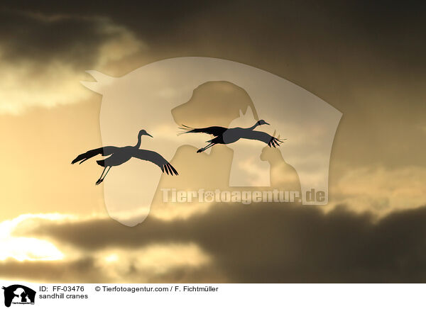 sandhill cranes / FF-03476