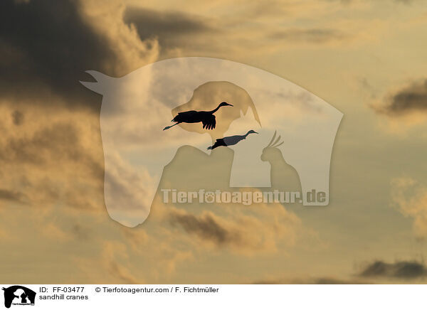 Kanadakraniche / sandhill cranes / FF-03477