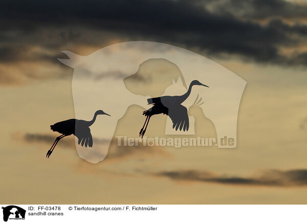 Kanadakraniche / sandhill cranes / FF-03478