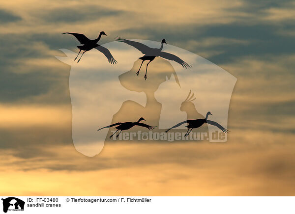 sandhill cranes / FF-03480