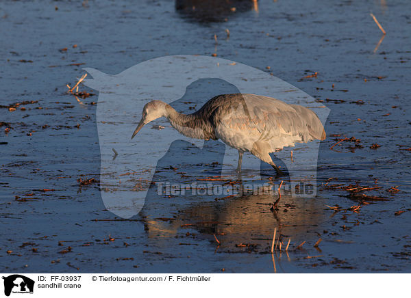 sandhill crane / FF-03937