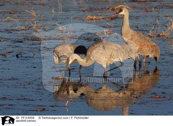 sandhill cranes / FF-03939