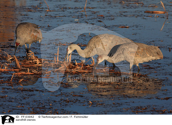 sandhill cranes / FF-03942