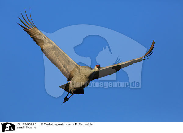 sandhill crane / FF-03945